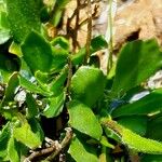 Arabis caerulea Blad