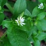 Stellaria media Flor