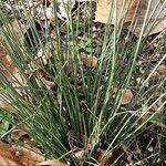 Juncus inflexus Habitus