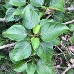 Populus balsamifera Yaprak