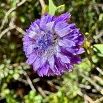 Globularia alypum Квітка