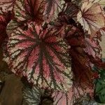 Begonia rex Leaf