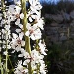 Lysimachia ephemerum Fleur