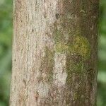 Duroia longiflora Bark