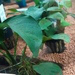 Anubias barteri Blatt