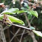 Prunus salicina Лист