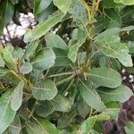 Laurus novocanariensis Лист