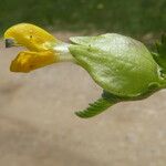 Rhinanthus major Flower