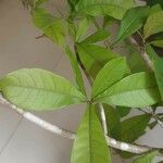 Synsepalum dulcificum পাতা