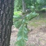 Quercus marilandica Hoja
