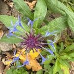 Centaurea triumfettii Blomma