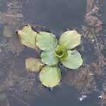 Ludwigia peploides Likasa