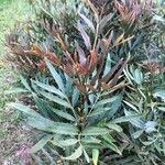 Mahonia fortunei Leaf