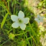 Parnassia glauca 花