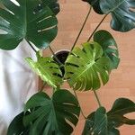 Monstera deliciosa Leaf
