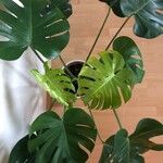 Monstera deliciosa Лист