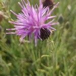 Ptilostemon chamaepeuce Blomma