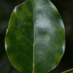 Olax psittacorum 葉