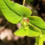 Euphorbia dulcis Flor