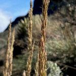 Calamagrostis recta Flower