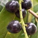 Prunus laurocerasus Vrucht