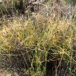 Cuscuta indecora Habit