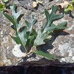 Quercus cerris Blad