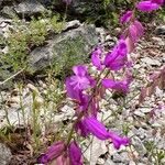 Polygala major Цвят