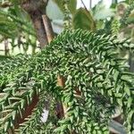 Araucaria laubenfelsii Hoja