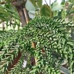 Araucaria laubenfelsii पत्ता