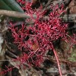 Daenikera corallina Fruit