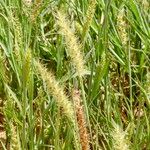 Cenchrus biflorus Цвят