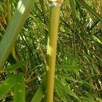 Phyllostachys aurea Bark