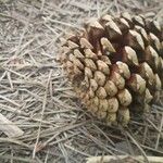 Pinus rigida Fruit