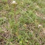 Saxifraga bulbifera موطن