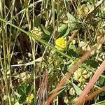 Trifolium campestre Çiçek