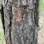 Pinus echinata Bark