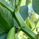 Vicia faba Cortiza