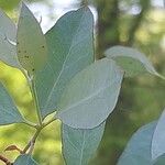 Eucalyptus viminalis Hoja