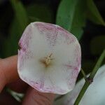 Thiollierea rigaultii Flower