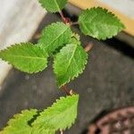 Betula humilis Folha