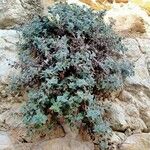 Antirrhinum molle Hábito