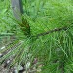 Pinus sibirica Leaf