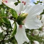 Hibiscus syriacusÇiçek