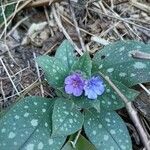 Pulmonaria saccharata Flower