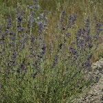 Nepeta nepetella आदत