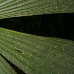 Cryosophila guagara Leaf