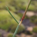Helictochloa bromoides Ekosanga