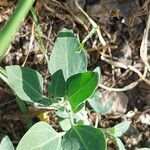 Chenopodium vulvaria Leaf