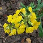 Erysimum odoratumЦветок